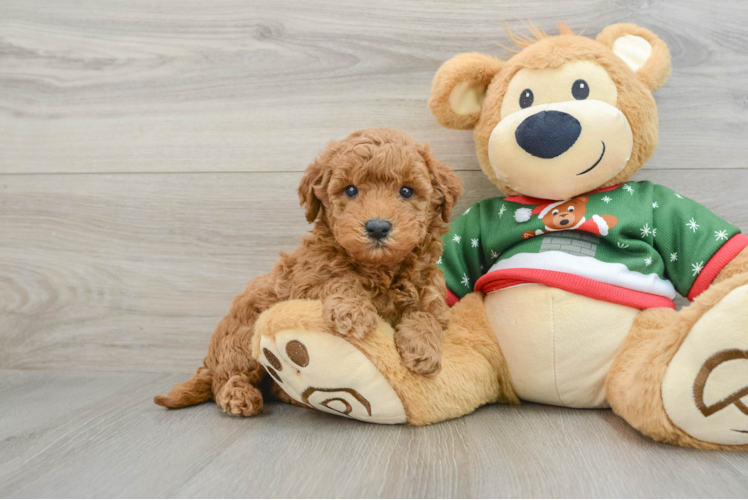 Meet Corey - our Mini Goldendoodle Puppy Photo 1/3 - Puppy Love PR Popular Mini Goldendoodle Poodle Mix Pup