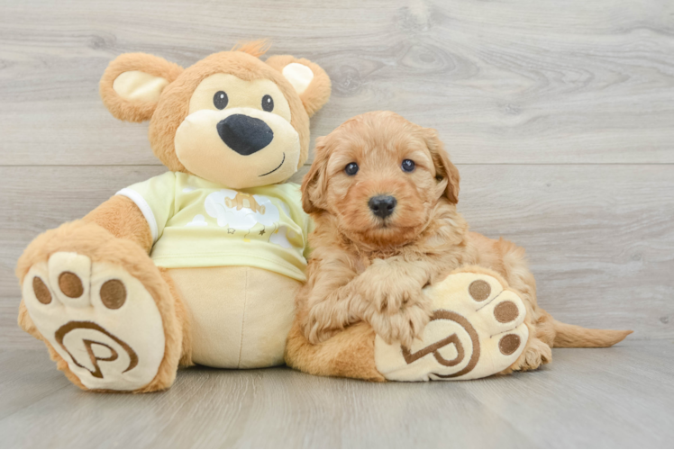 Best Mini Goldendoodle Baby