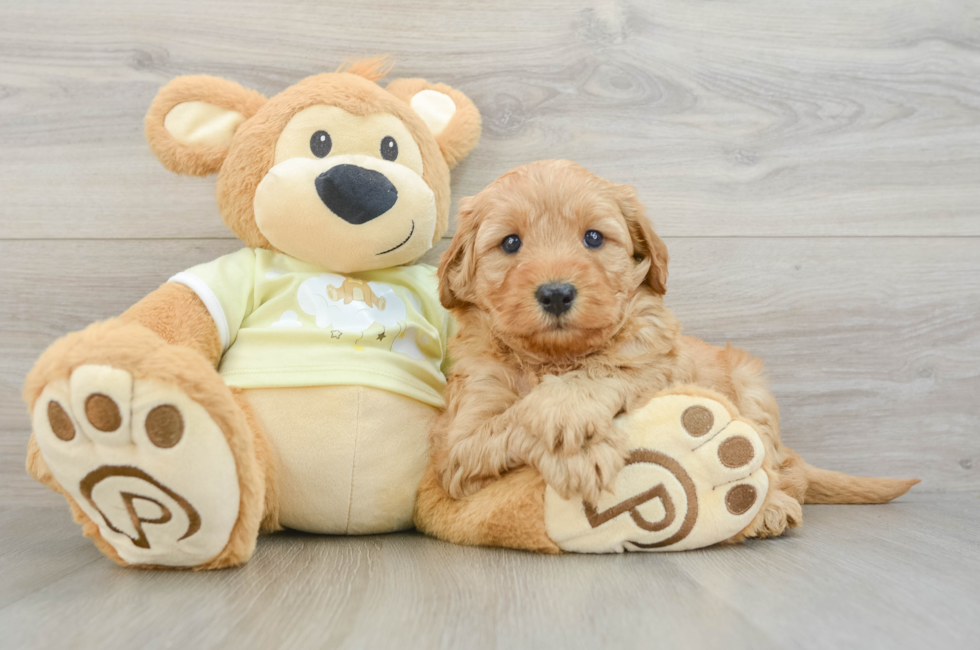 6 week old Mini Goldendoodle Puppy For Sale - Puppy Love PR