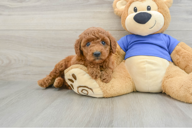 Meet Corey - our Mini Goldendoodle Puppy Photo 1/3 - Puppy Love PR Mini Goldendoodle Puppy for Adoption