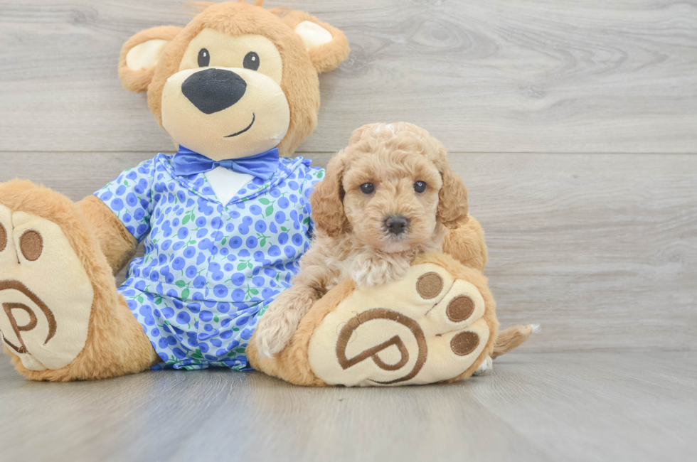 6 week old Mini Goldendoodle Puppy For Sale - Puppy Love PR
