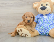9 week old Mini Goldendoodle Puppy For Sale - Puppy Love PR