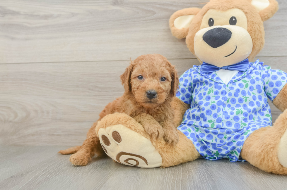 5 week old Mini Goldendoodle Puppy For Sale - Puppy Love PR