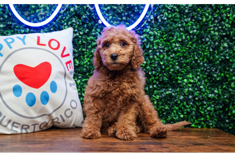 Best Mini Goldendoodle Baby