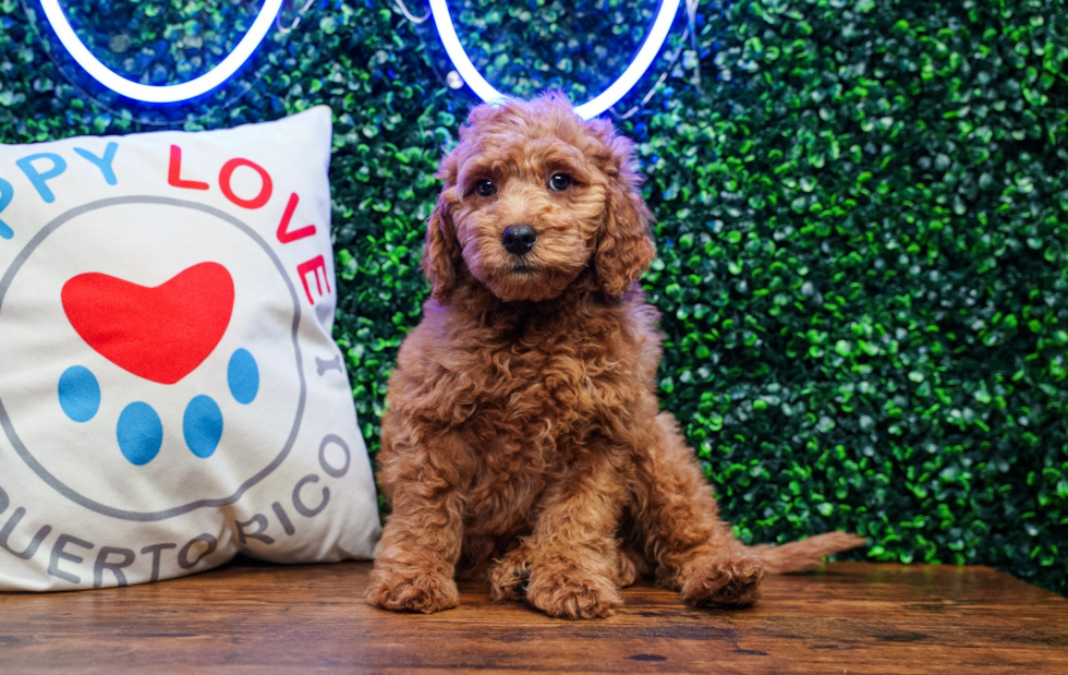 Best Mini Goldendoodle Baby
