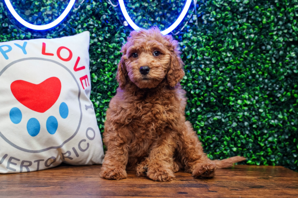 10 week old Mini Goldendoodle Puppy For Sale - Puppy Love PR