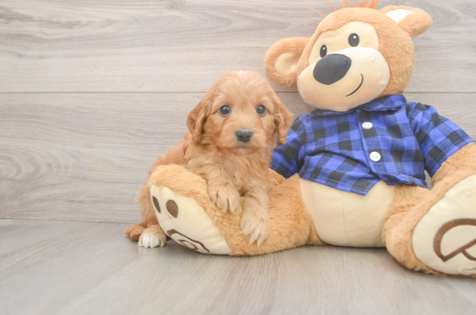 5 week old Mini Goldendoodle Puppy For Sale - Puppy Love PR