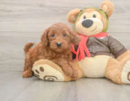 5 week old Mini Goldendoodle Puppy For Sale - Puppy Love PR