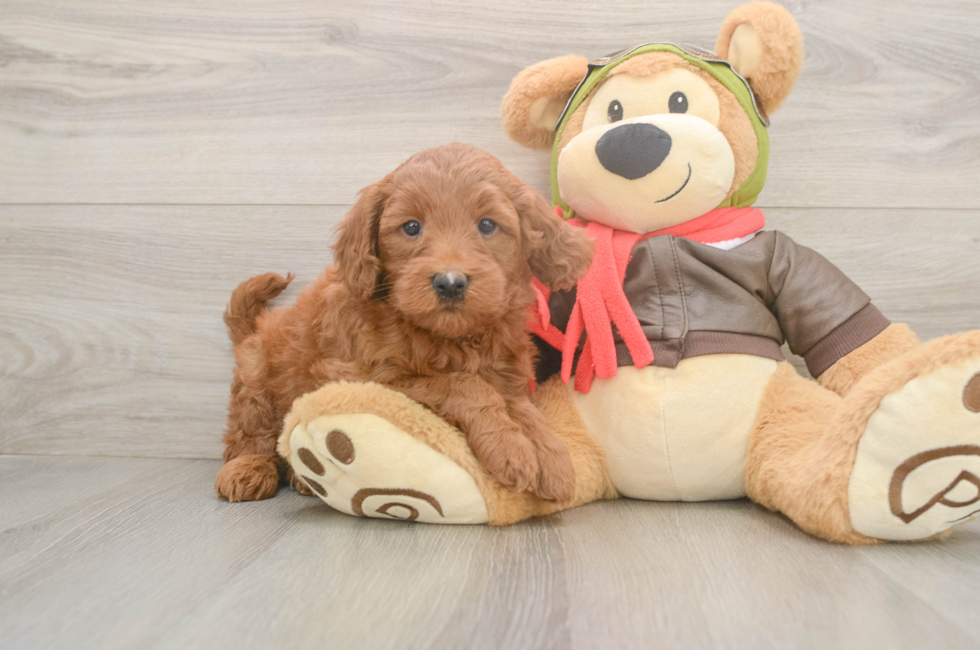 5 week old Mini Goldendoodle Puppy For Sale - Puppy Love PR