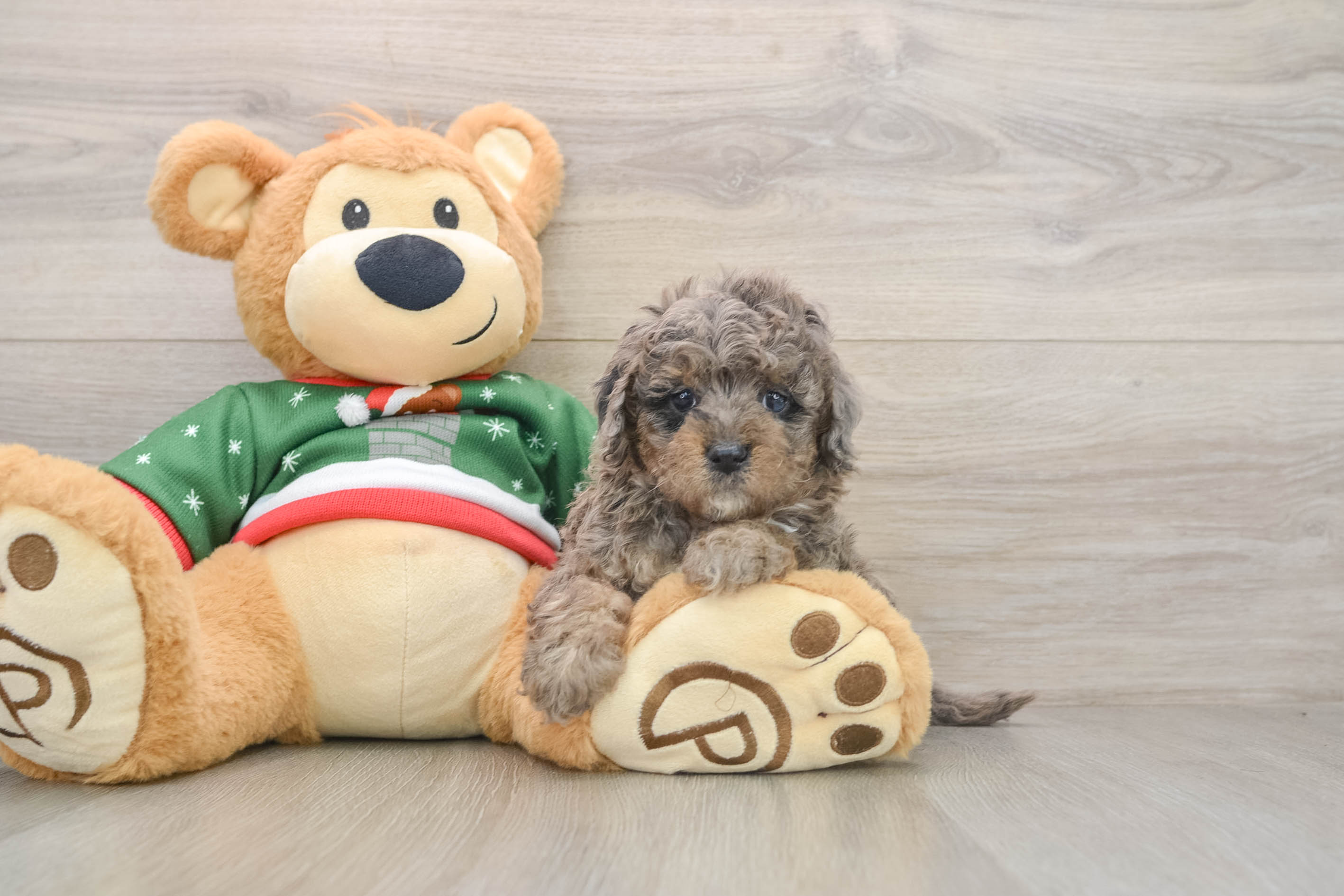 Hypoallergenic Mini Goldiepoo Poodle Mix Puppy