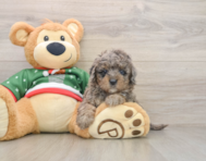 5 week old Mini Goldendoodle Puppy For Sale - Puppy Love PR