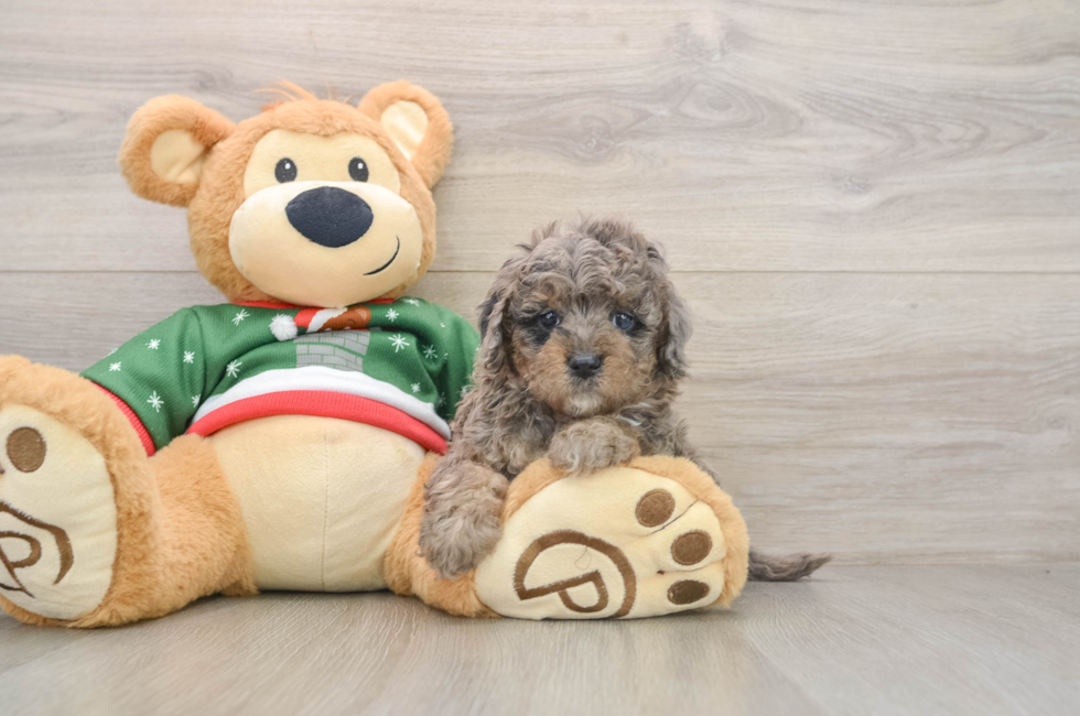 5 week old Mini Goldendoodle Puppy For Sale - Puppy Love PR