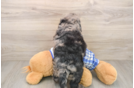 Best Mini Goldendoodle Baby