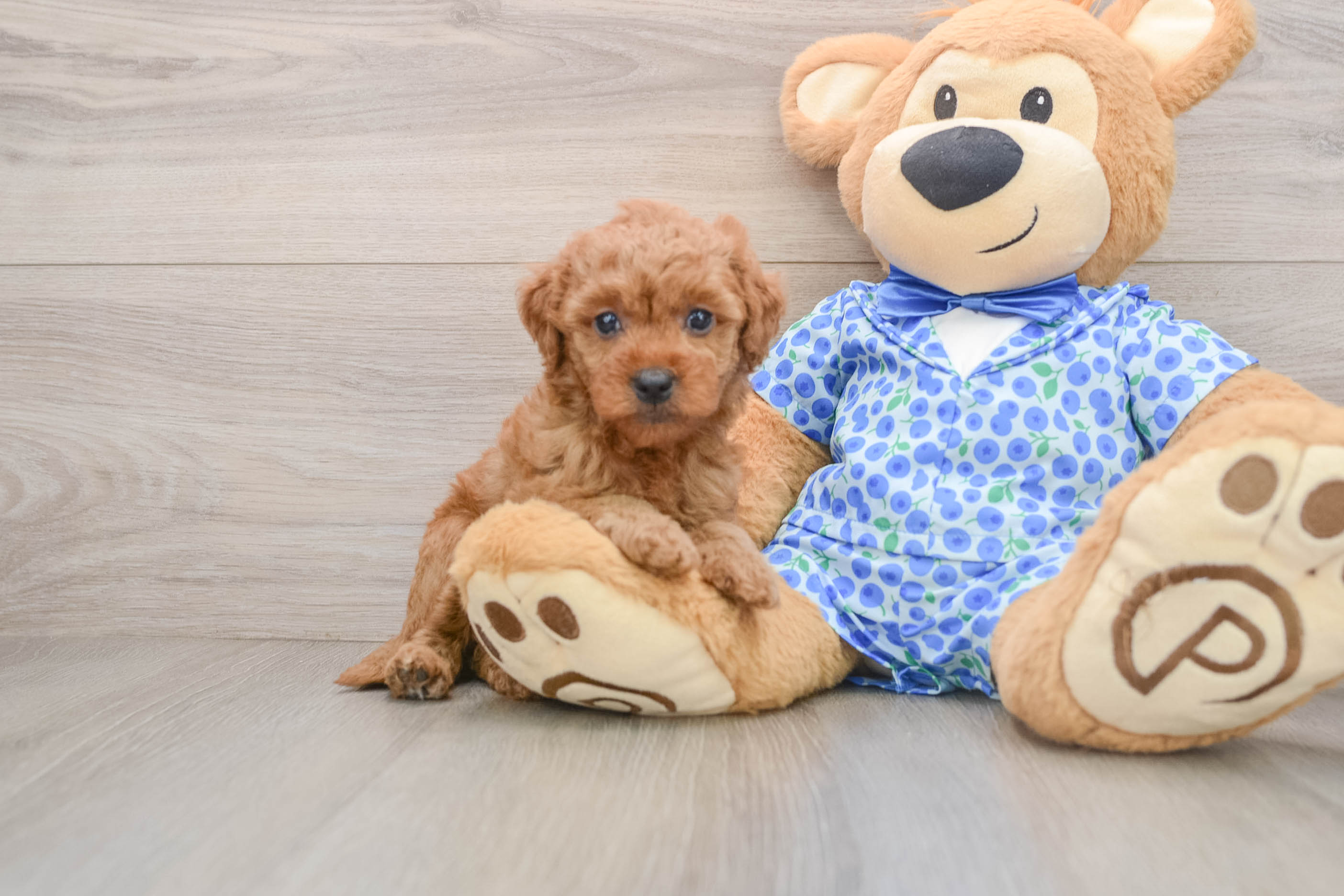 Mini Goldendoodle Puppy for Adoption