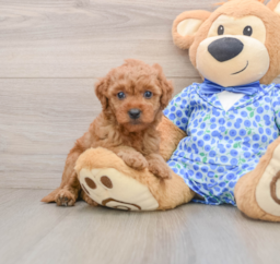 12 week old Mini Goldendoodle Puppy For Sale - Puppy Love PR