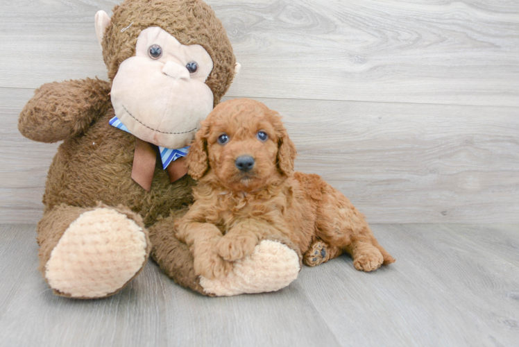 Cute Mini Goldendoodle Baby