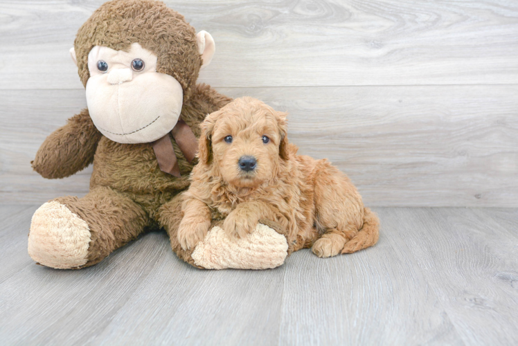 Mini Goldendoodle Pup Being Cute