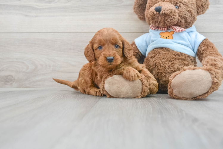 Mini Goldendoodle Pup Being Cute