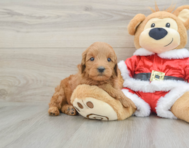 6 week old Mini Goldendoodle Puppy For Sale - Puppy Love PR