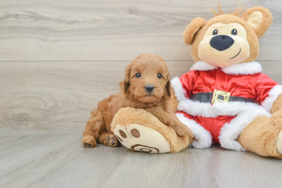 Energetic Golden Doodle Poodle Mix Puppy