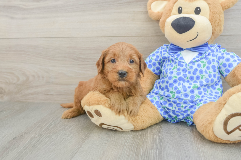 5 week old Mini Goldendoodle Puppy For Sale - Puppy Love PR