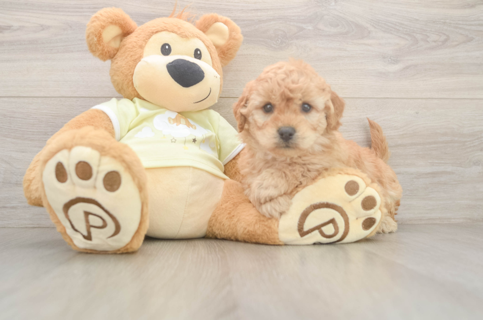 6 week old Mini Goldendoodle Puppy For Sale - Puppy Love PR