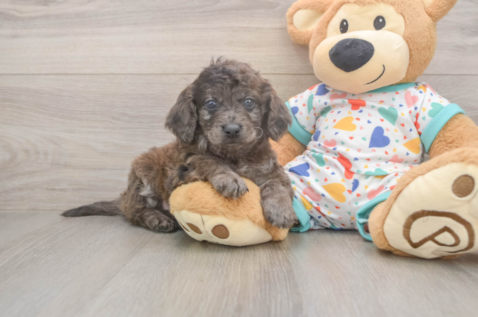 5 week old Mini Goldendoodle Puppy For Sale - Puppy Love PR