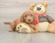 5 week old Mini Goldendoodle Puppy For Sale - Puppy Love PR