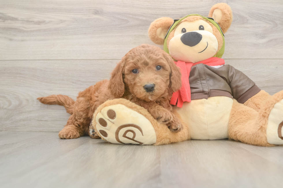 5 week old Mini Goldendoodle Puppy For Sale - Puppy Love PR