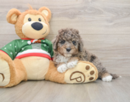 5 week old Mini Goldendoodle Puppy For Sale - Puppy Love PR