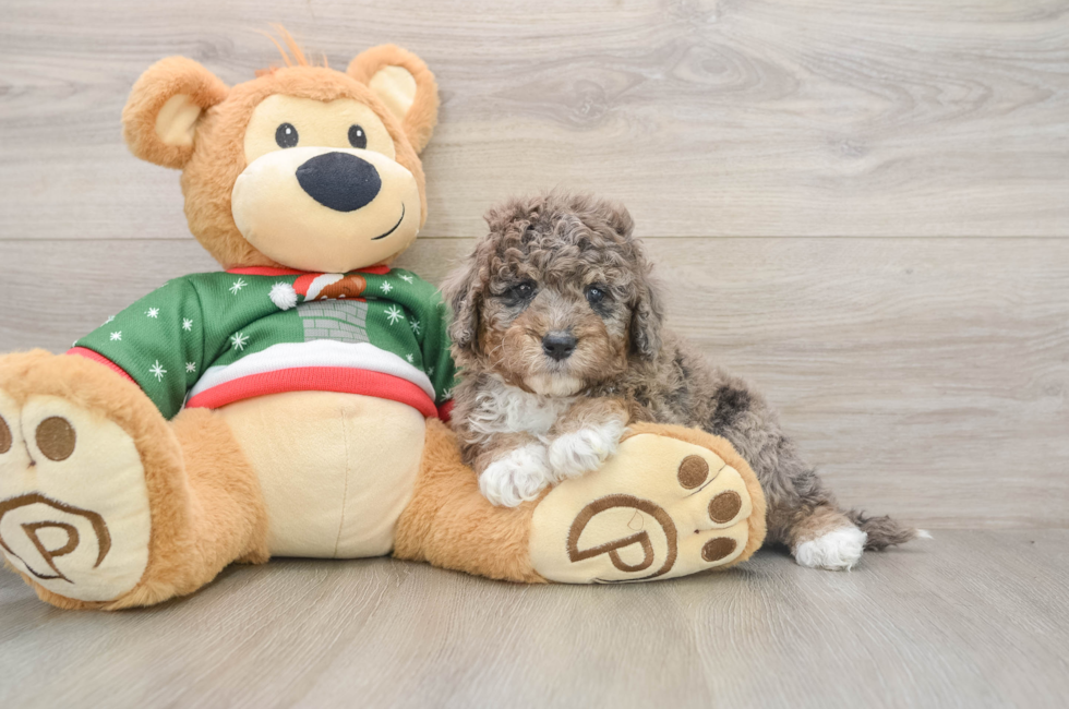 5 week old Mini Goldendoodle Puppy For Sale - Puppy Love PR