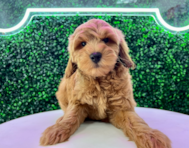 9 week old Mini Goldendoodle Puppy For Sale - Puppy Love PR