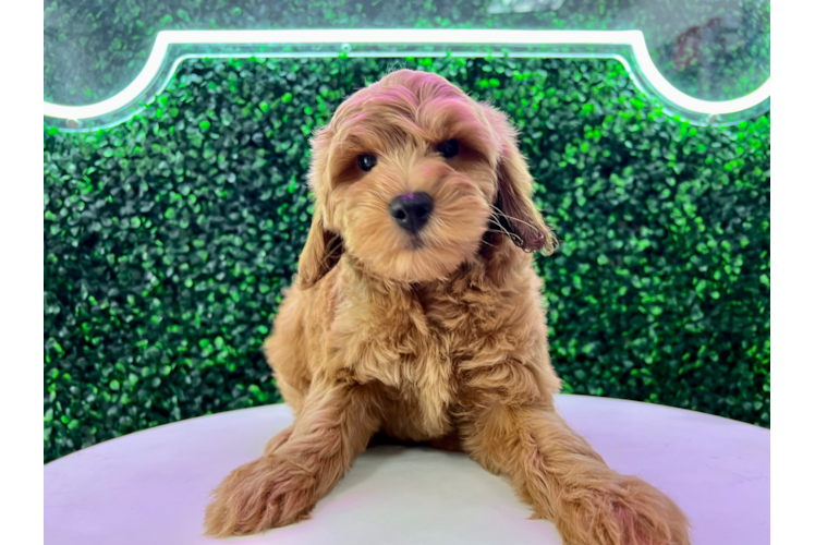 Cute Mini Goldendoodle Baby