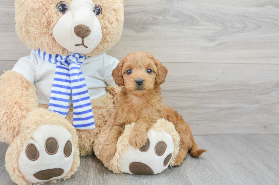 7 week old Mini Goldendoodle Puppy For Sale - Puppy Love PR