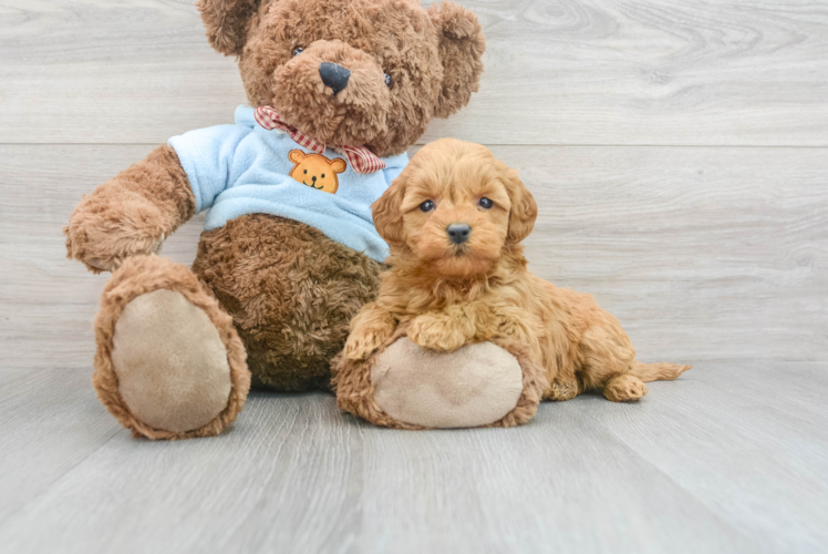 Meet Crush - our Mini Goldendoodle Puppy Photo 1/3 - Puppy Love PR Mini Goldendoodle Puppy for Adoption
