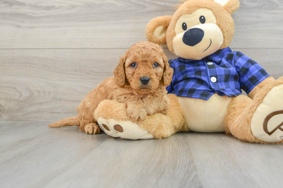 Small Mini Goldendoodle Baby