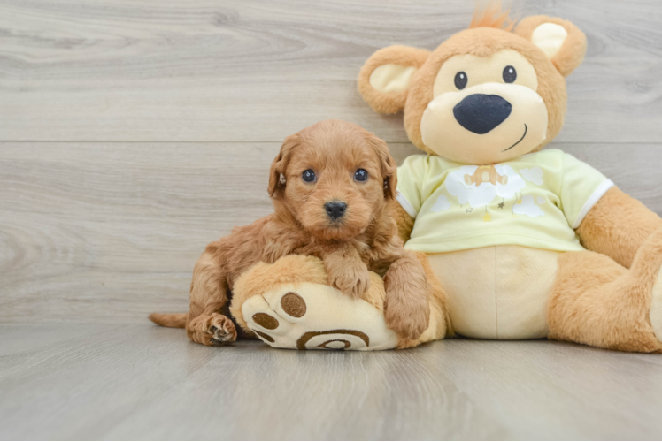 Meet Crush - our Mini Goldendoodle Puppy Photo 1/3 - Puppy Love PR Best Mini Goldendoodle Baby