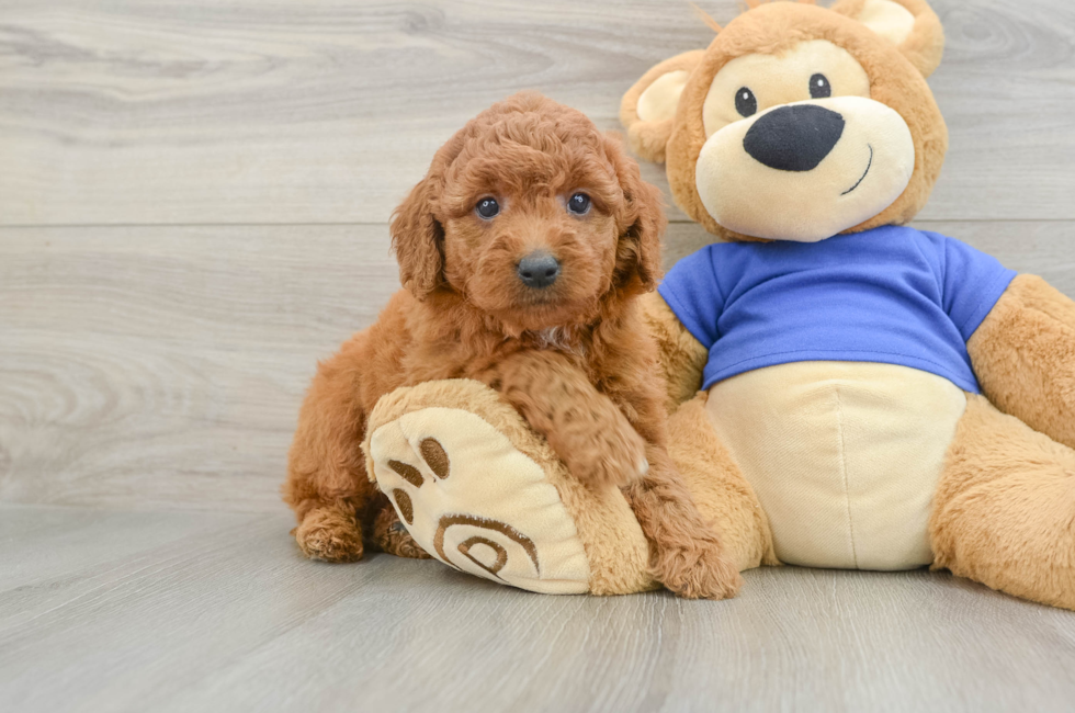 5 week old Mini Goldendoodle Puppy For Sale - Puppy Love PR
