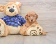 6 week old Mini Goldendoodle Puppy For Sale - Puppy Love PR