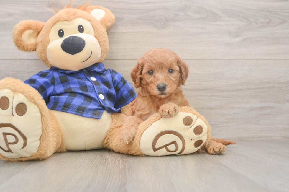 5 week old Mini Goldendoodle Puppy For Sale - Puppy Love PR