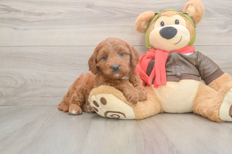 5 week old Mini Goldendoodle Puppy For Sale - Puppy Love PR