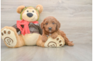 Mini Goldendoodle Pup Being Cute