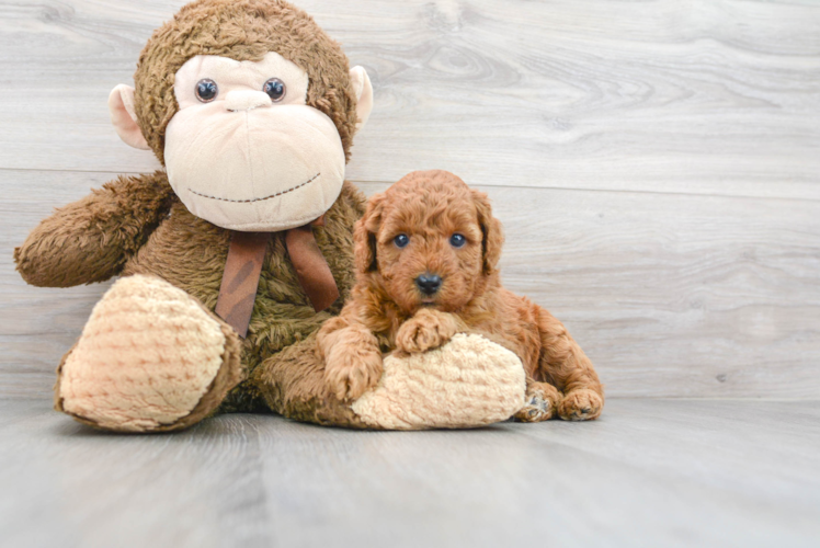 Cute Mini Goldendoodle Poodle Mix Pup