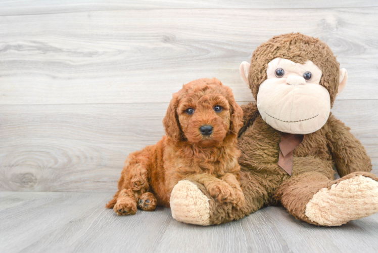 Cute Golden Retriever Poodle Mix Puppy