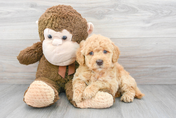 Fluffy Mini Goldendoodle Poodle Mix Pup