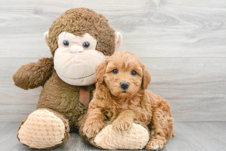 Meet Crush - our Mini Goldendoodle Puppy Photo 1/3 - Puppy Love PR Best Mini Goldendoodle Baby