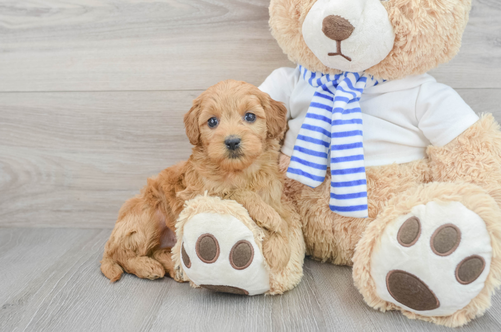 7 week old Mini Goldendoodle Puppy For Sale - Puppy Love PR
