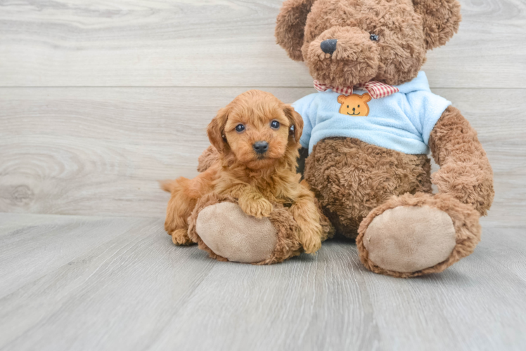 Mini Goldendoodle Pup Being Cute