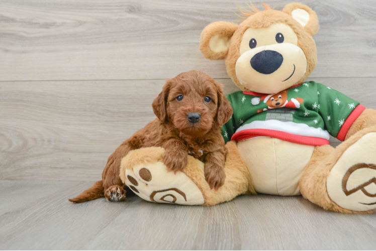 Meet Crystal - our Mini Goldendoodle Puppy Photo 1/3 - Puppy Love PR Small Mini Goldendoodle Baby