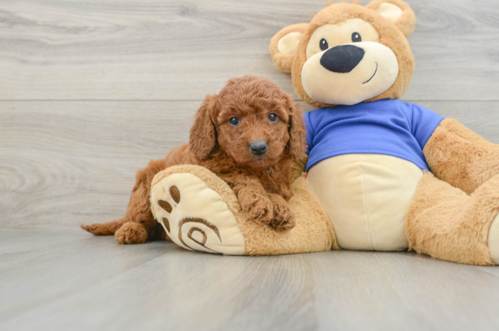 5 week old Mini Goldendoodle Puppy For Sale - Puppy Love PR